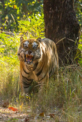 tiger